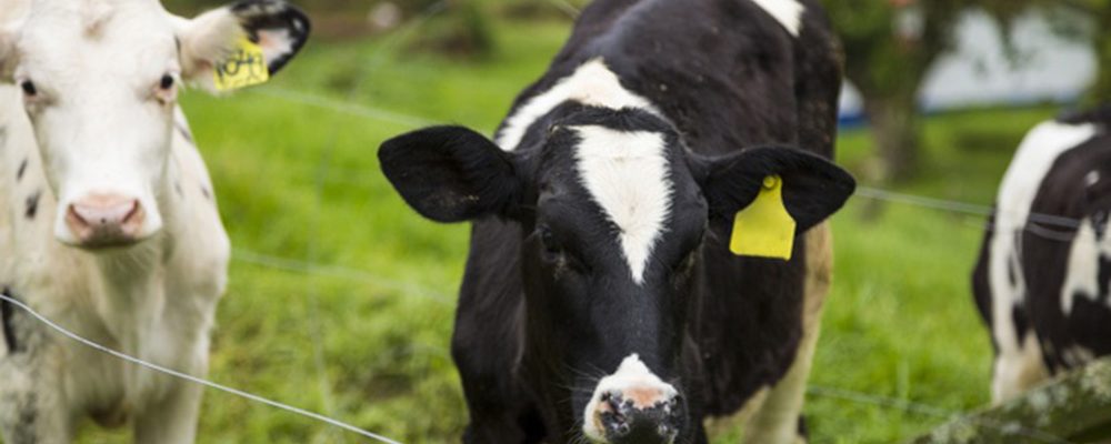 Reglamentan ley para importación de carne bovina en Panamá