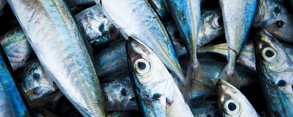 Pymes panameñas del sector pesquero se actualizan sobre mercado europeo