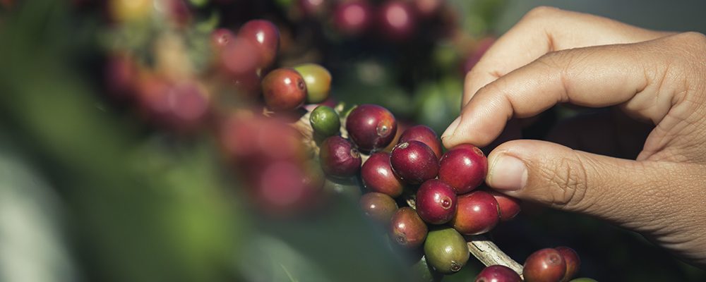 Panamá consolida liderazgo en exposición mundial de cafés especiales en Japón